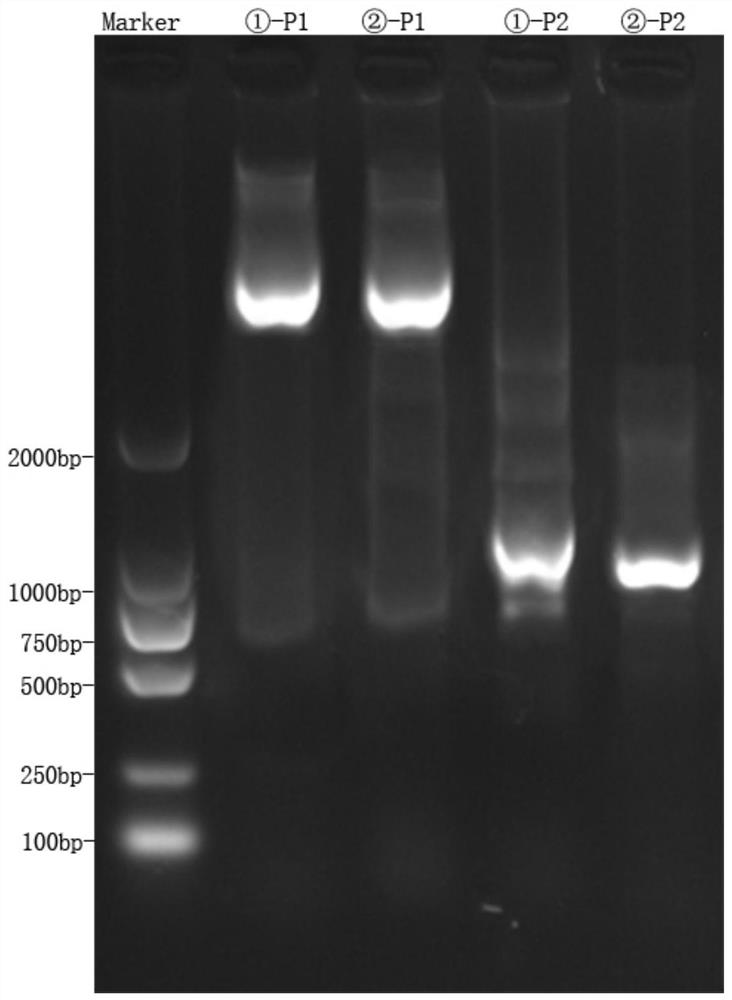 KIR3DL3 gene typing kit and typing method