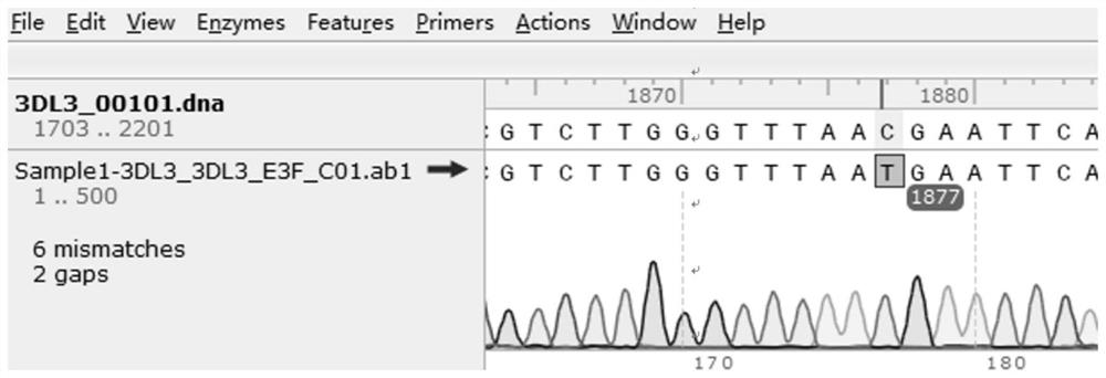 KIR3DL3 gene typing kit and typing method