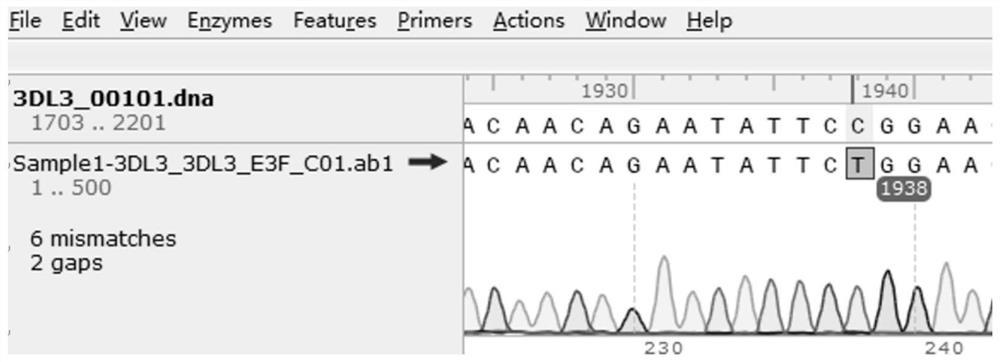 KIR3DL3 gene typing kit and typing method