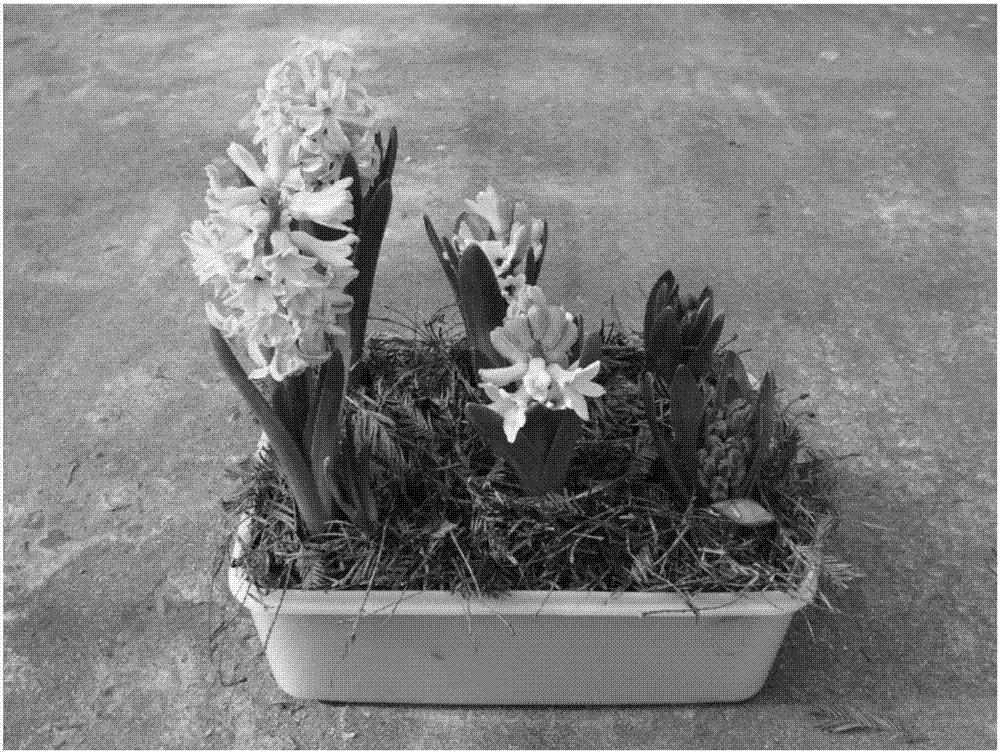 Regulation and controlling technology for winter continuous flowering of combined potted hyacinth