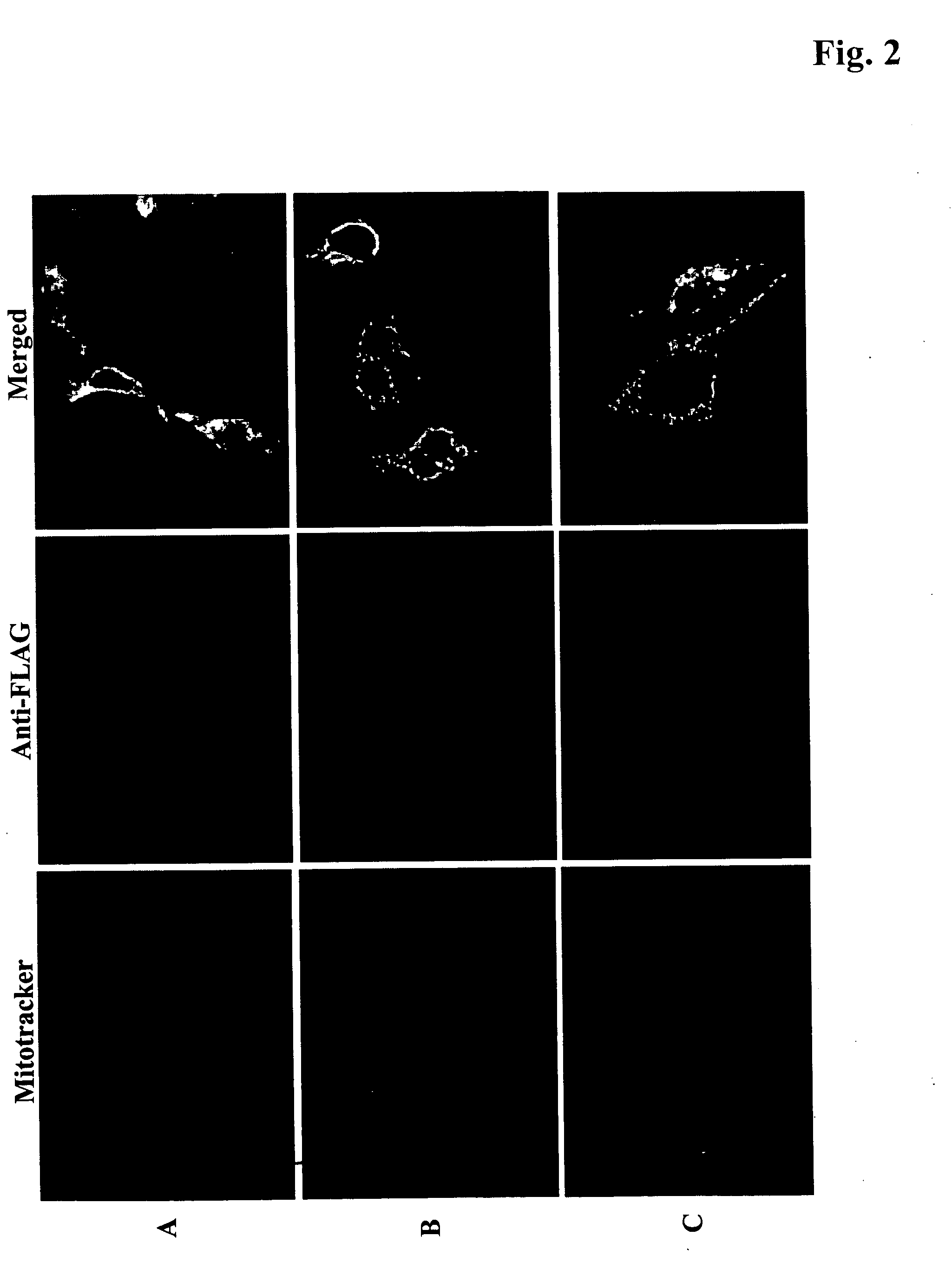 Methods for xenotopic expression of nucleus-encoded plant and protist peptides and uses thereof