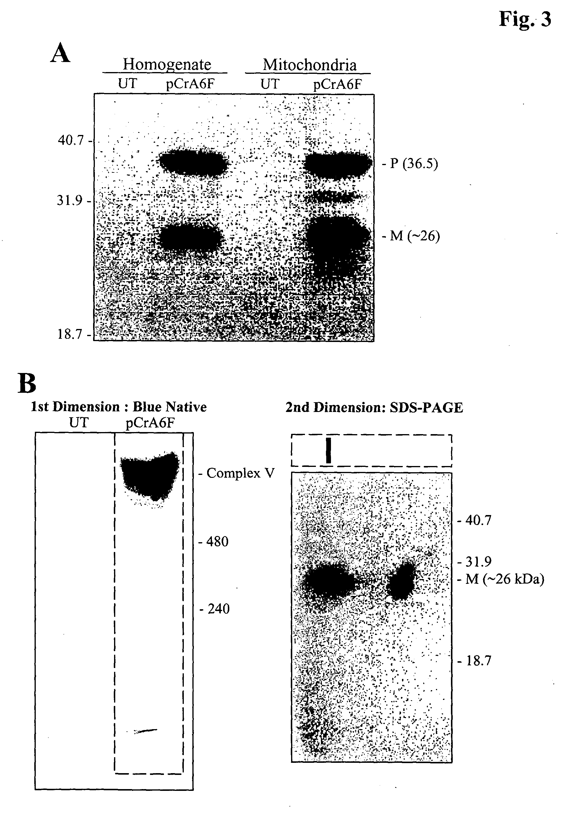 Methods for xenotopic expression of nucleus-encoded plant and protist peptides and uses thereof