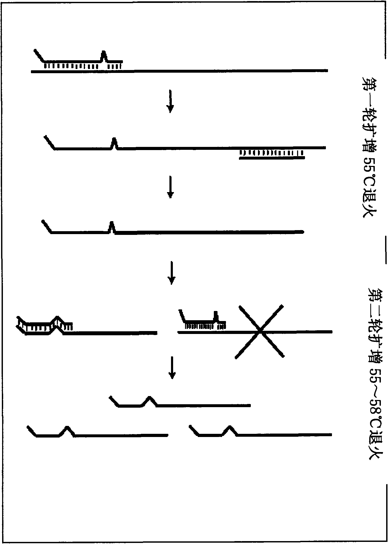 Primer design method for amplifying low-content gene mutation DNA and application thereof