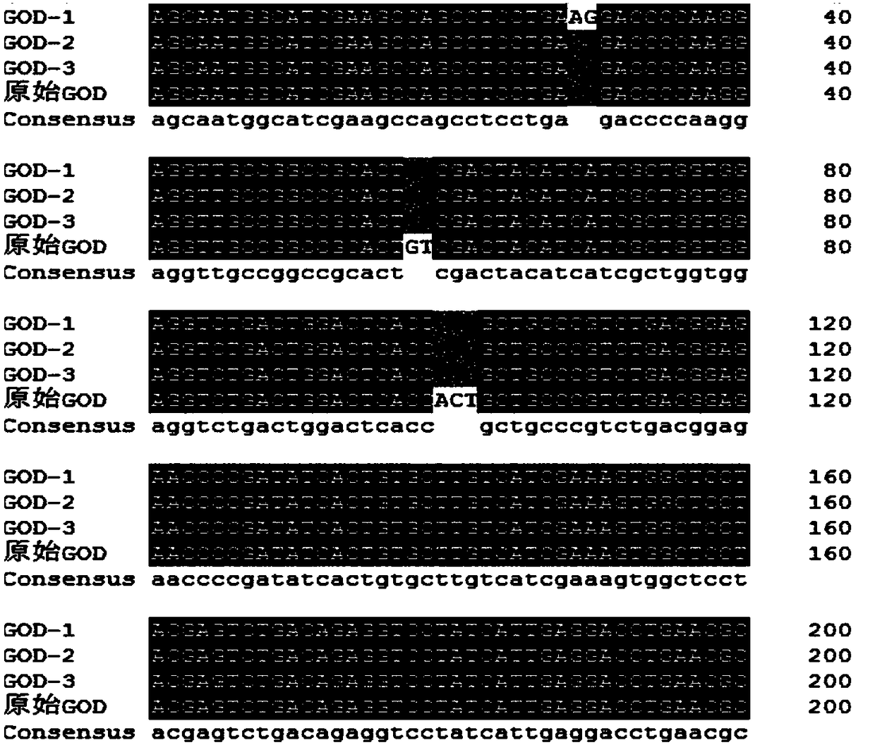 Glucose oxidase mutant for improving specific activity as well as coding gene and application of glucose oxidase mutant