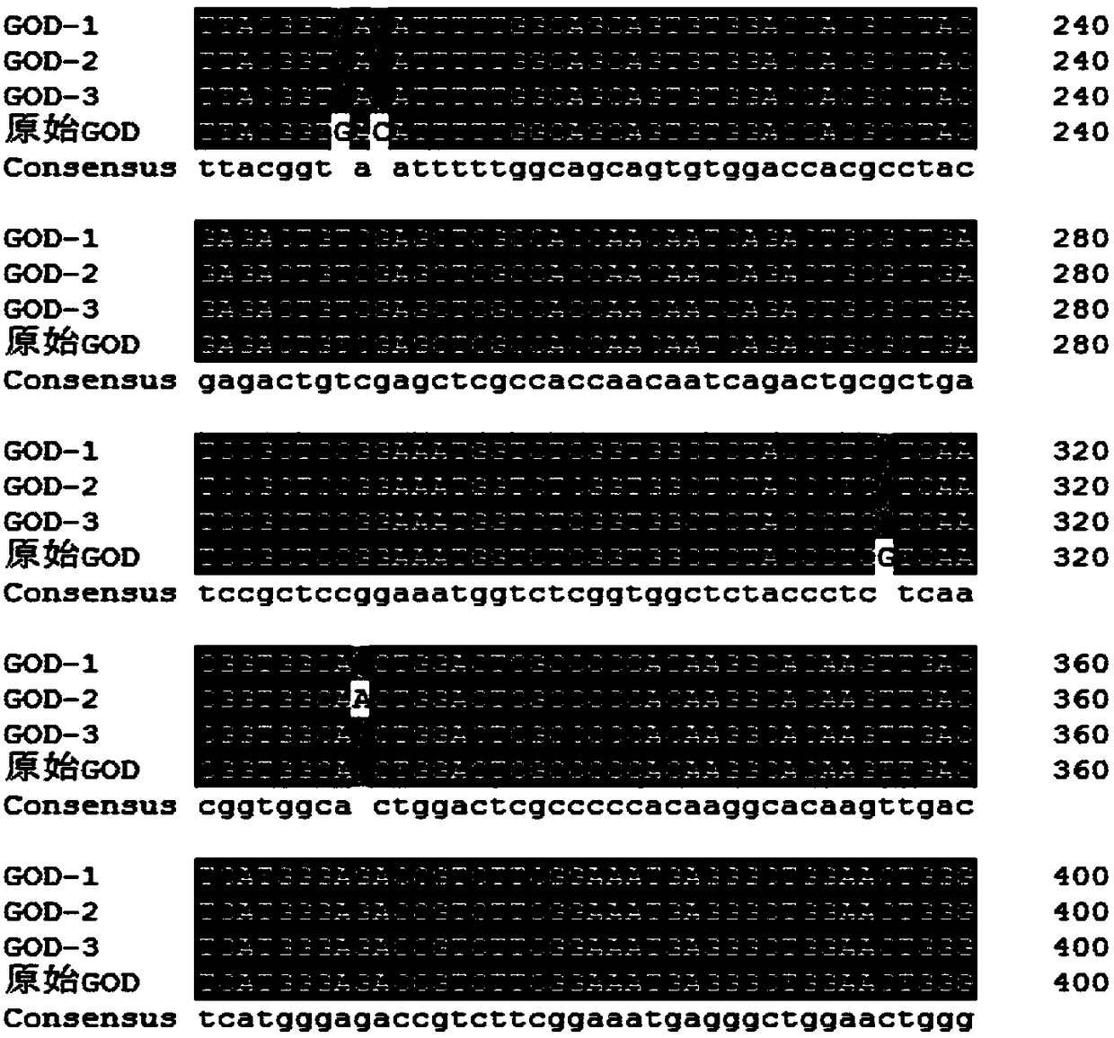 Glucose oxidase mutant for improving specific activity as well as coding gene and application of glucose oxidase mutant