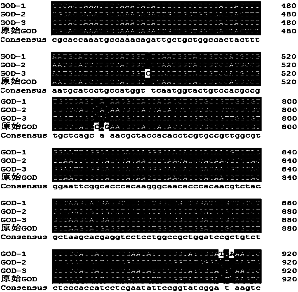 Glucose oxidase mutant for improving specific activity as well as coding gene and application of glucose oxidase mutant