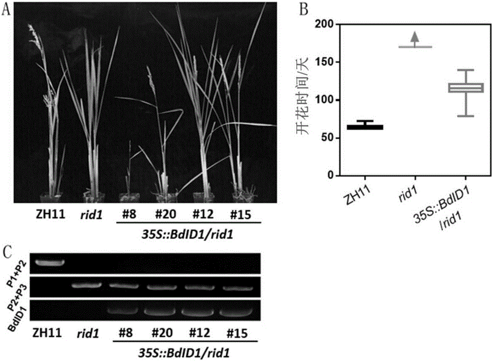 Clone and application of gene INDETERMINATE1 for regulating and controlling plant height of gramineous plants