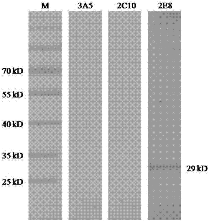 Monoclonal antibody and kit for detecting porcine circovirus type 2 cap protein