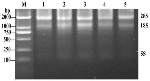 Internal reference genes of fluorescence quantitative analysis of candidatus liberibacter asiaticus and application thereof