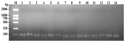 Internal reference genes of fluorescence quantitative analysis of candidatus liberibacter asiaticus and application thereof