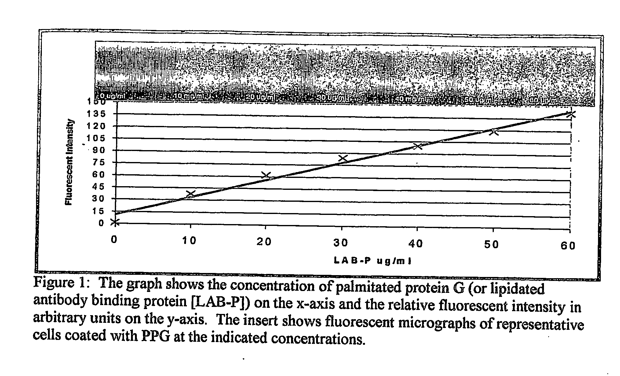 Cell targeting methods and compositions