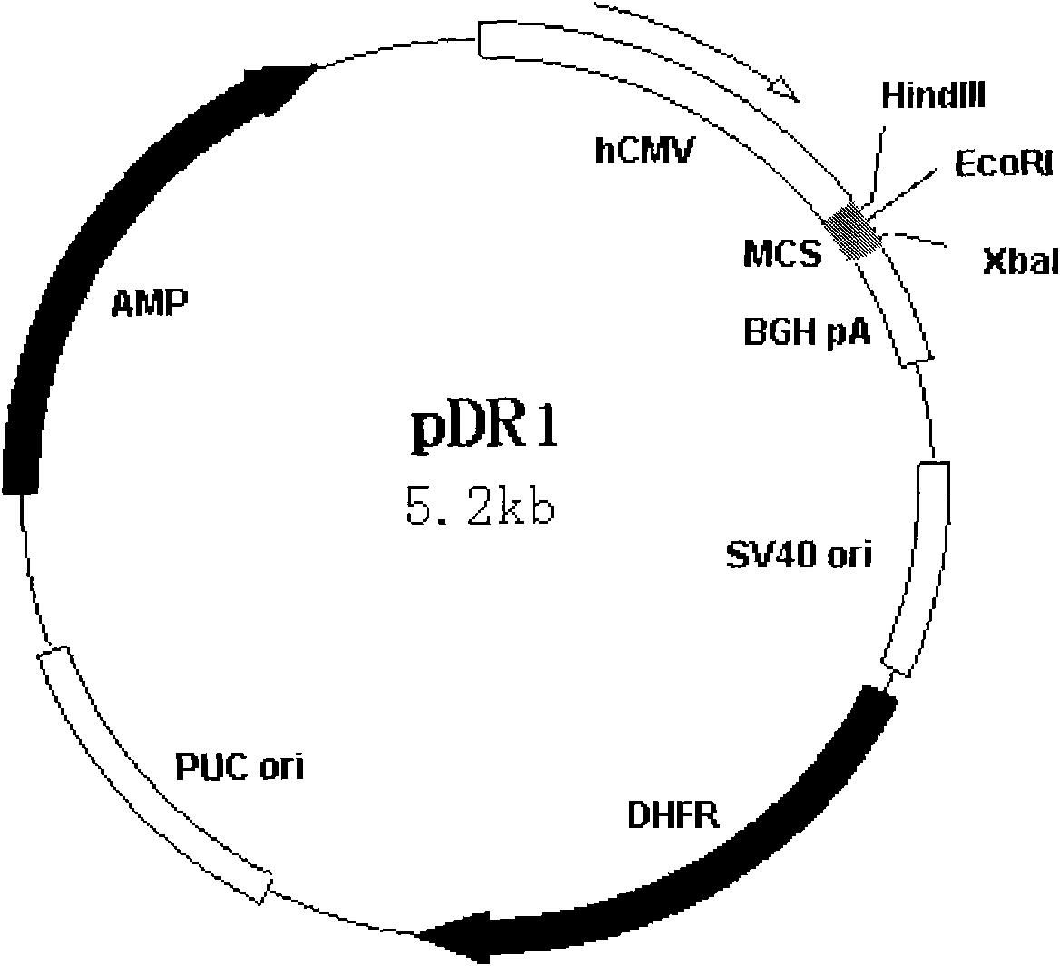 Soluble VEGFR difunctional fusion receptors, preparation method and use thereof