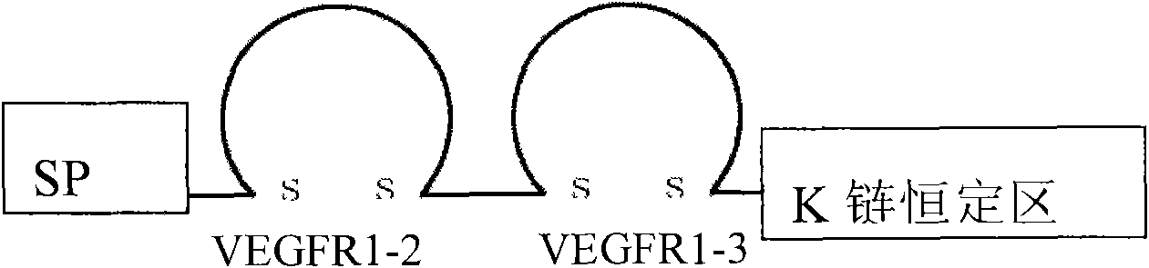 Soluble VEGFR difunctional fusion receptors, preparation method and use thereof