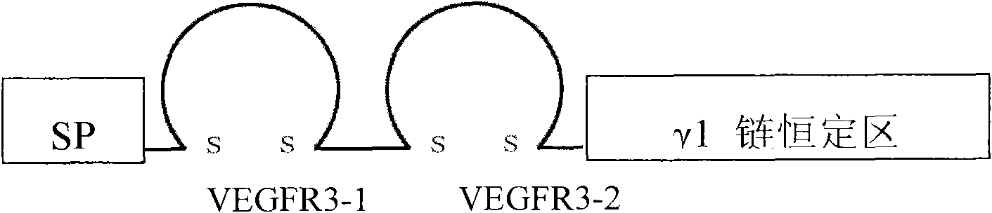 Soluble VEGFR difunctional fusion receptors, preparation method and use thereof