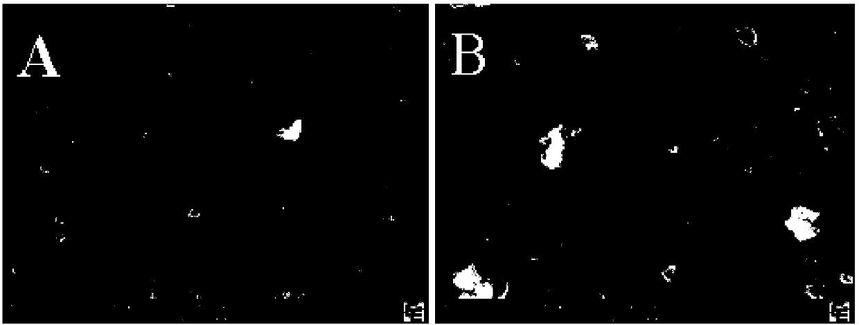 A doped porous carbon-silver nanoparticle for visual and rapid detection of mercury ions