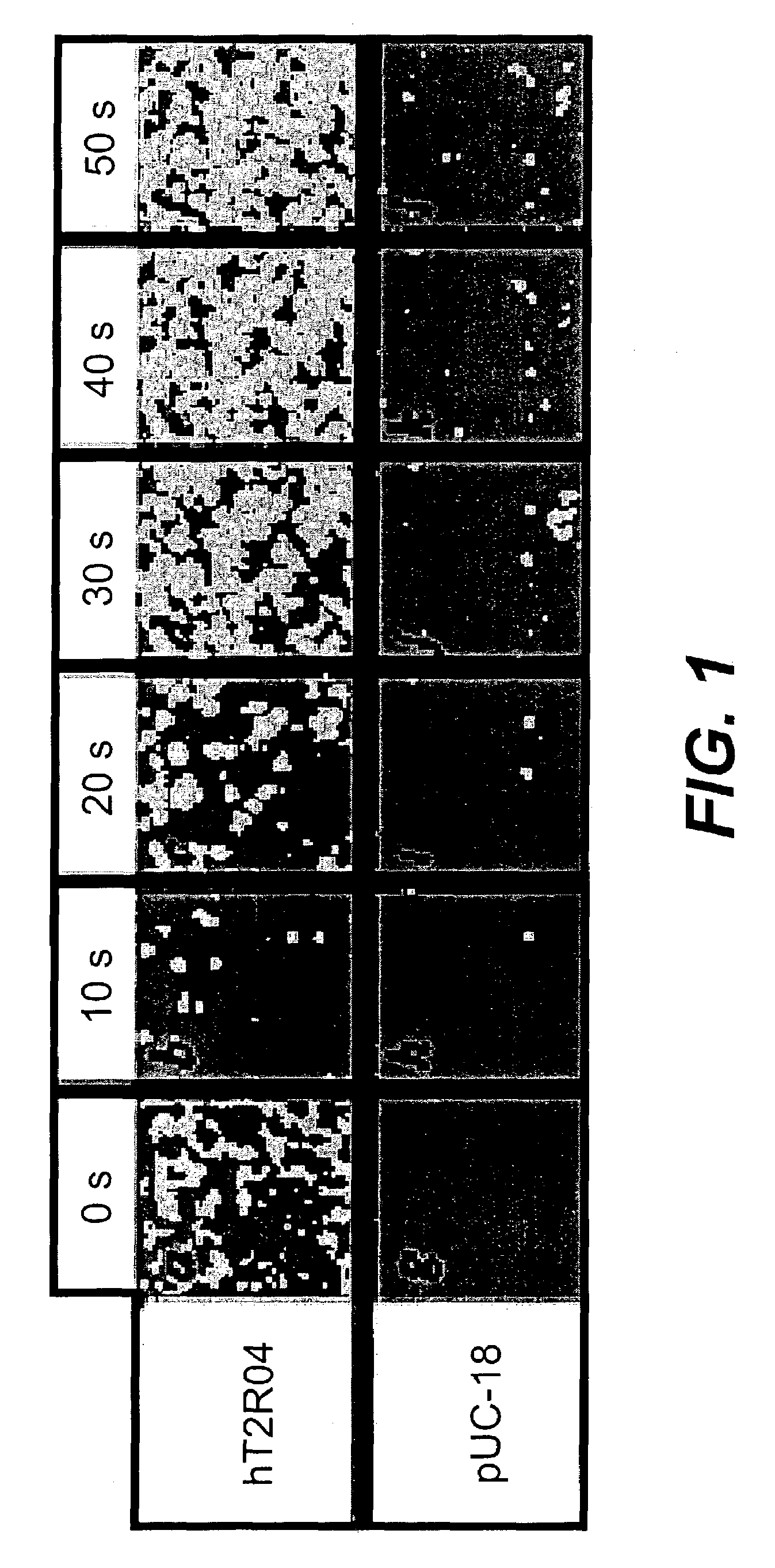 Use of specific T2R taste receptors to identify compounds that block bitter taste