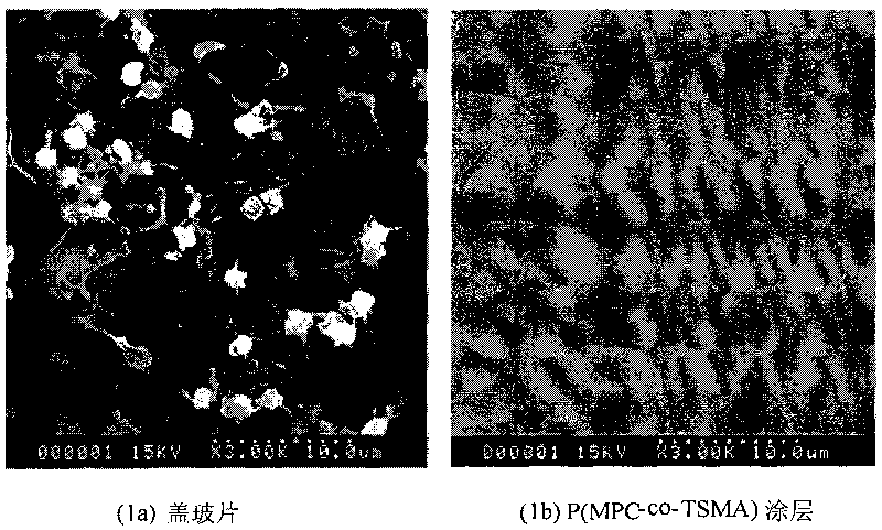 Method for preparing modified coatings of imitating cell outer-layer membrane structure