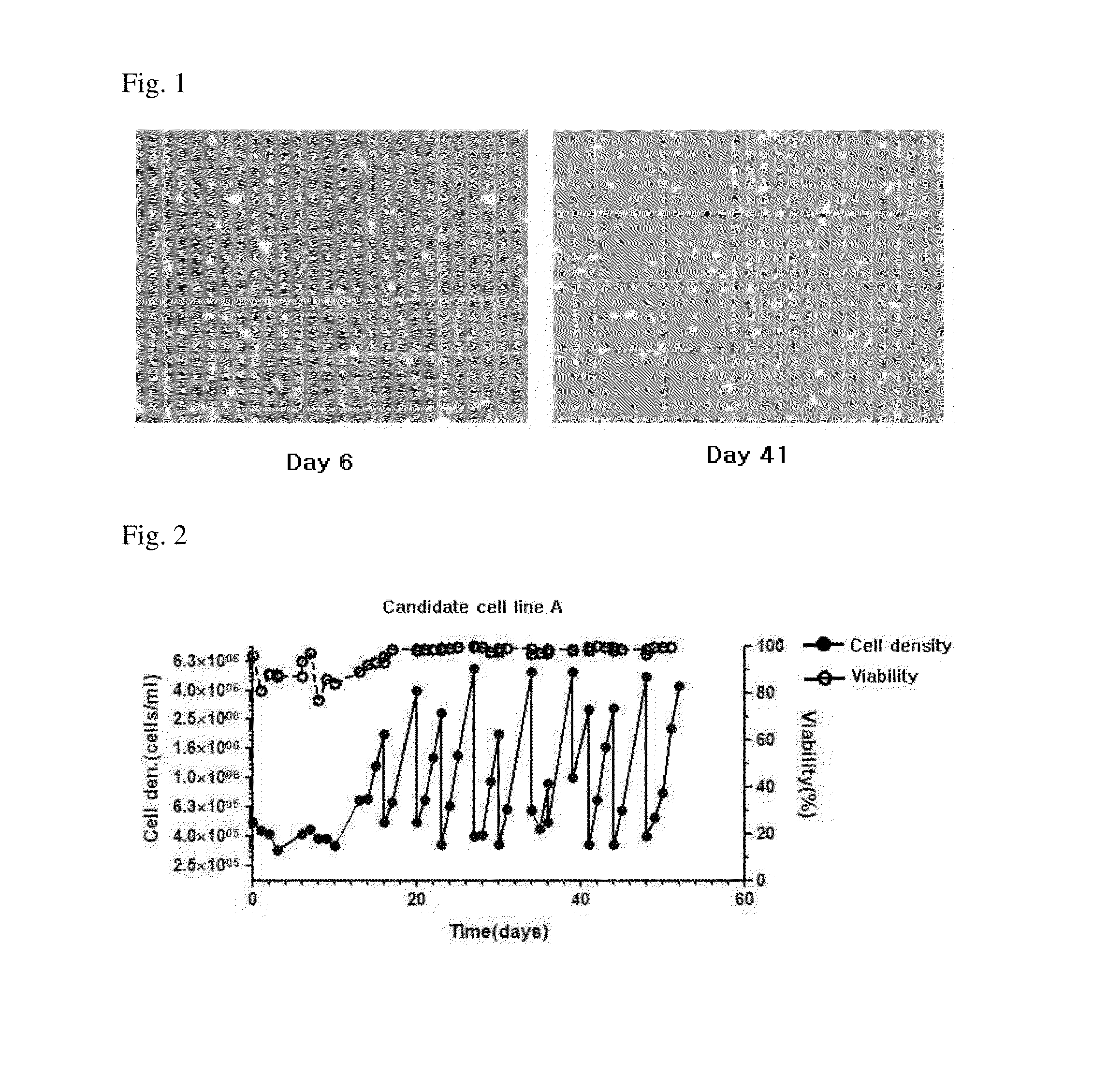 Mdck-derived cell strain suspension-cultured in protein-free medium and method for proliferating virus using cell strain