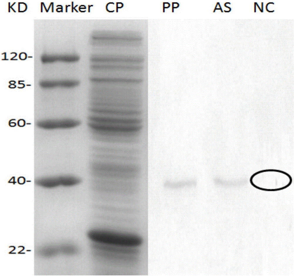 Method used for measuring content of GnRH-R in coilia ectenes, and applications thereof