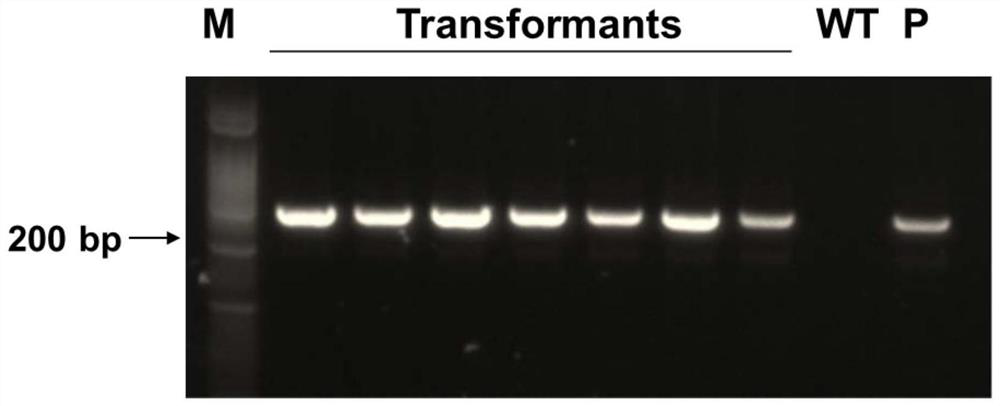Construction and application of marine nannochloropsis oculata transcriptional activation CRISPRa system