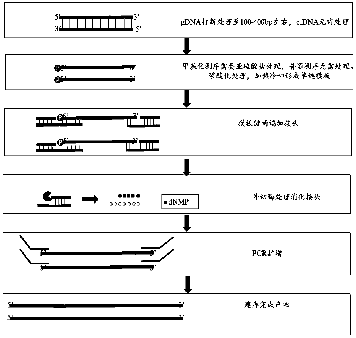 Single-stranded rapid library building method and library building instrument