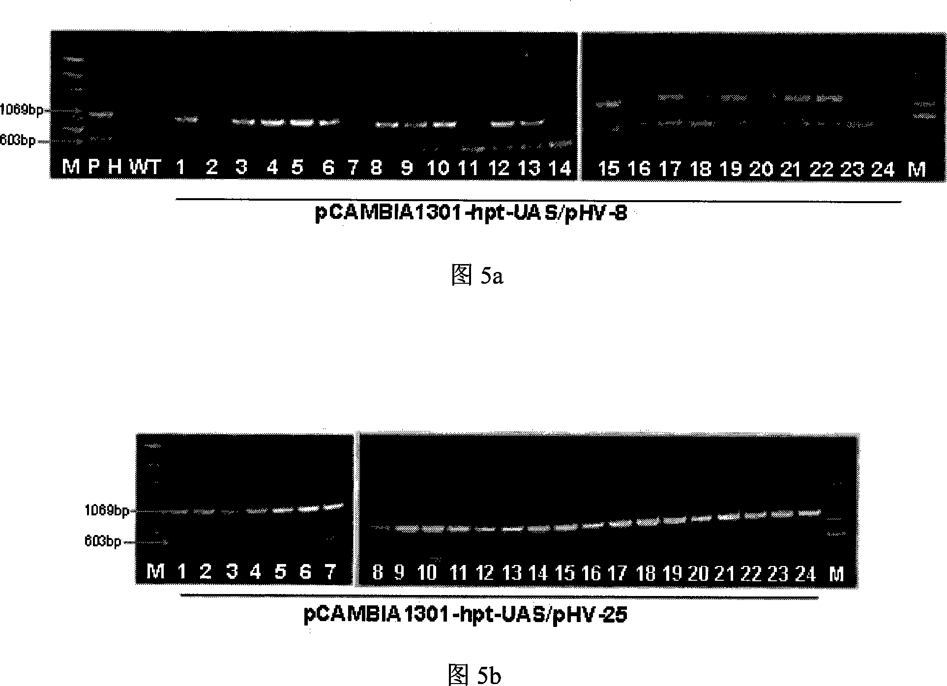 Plant dualistic expression system for rejecting screening marked gene and application thereof