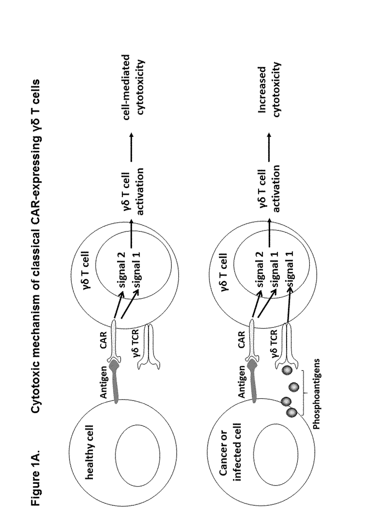 Modified gamma delta t cells and uses thereof