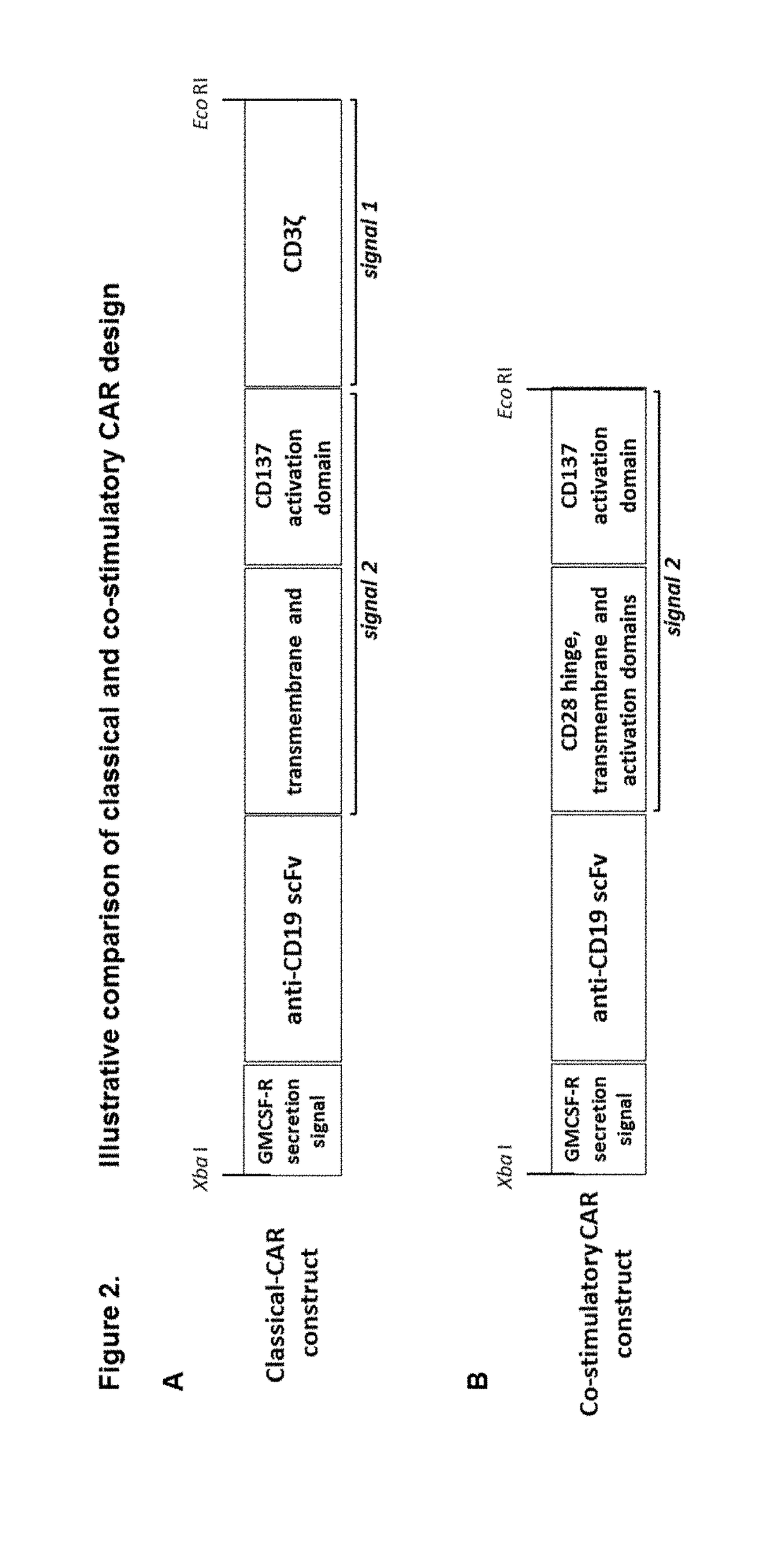 Modified gamma delta t cells and uses thereof