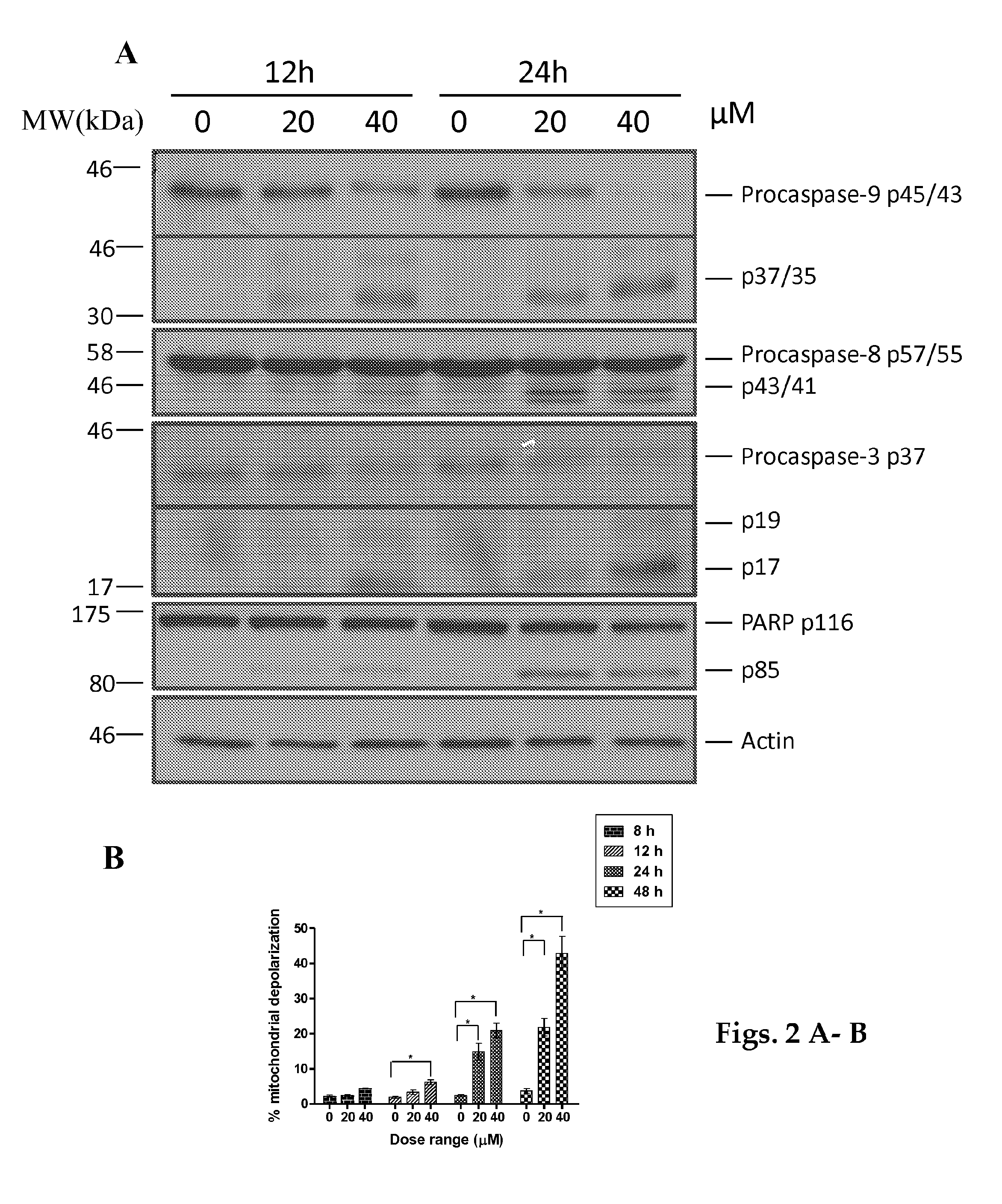 Pharmaceutical compositions of anisomelic acid and the use thereof