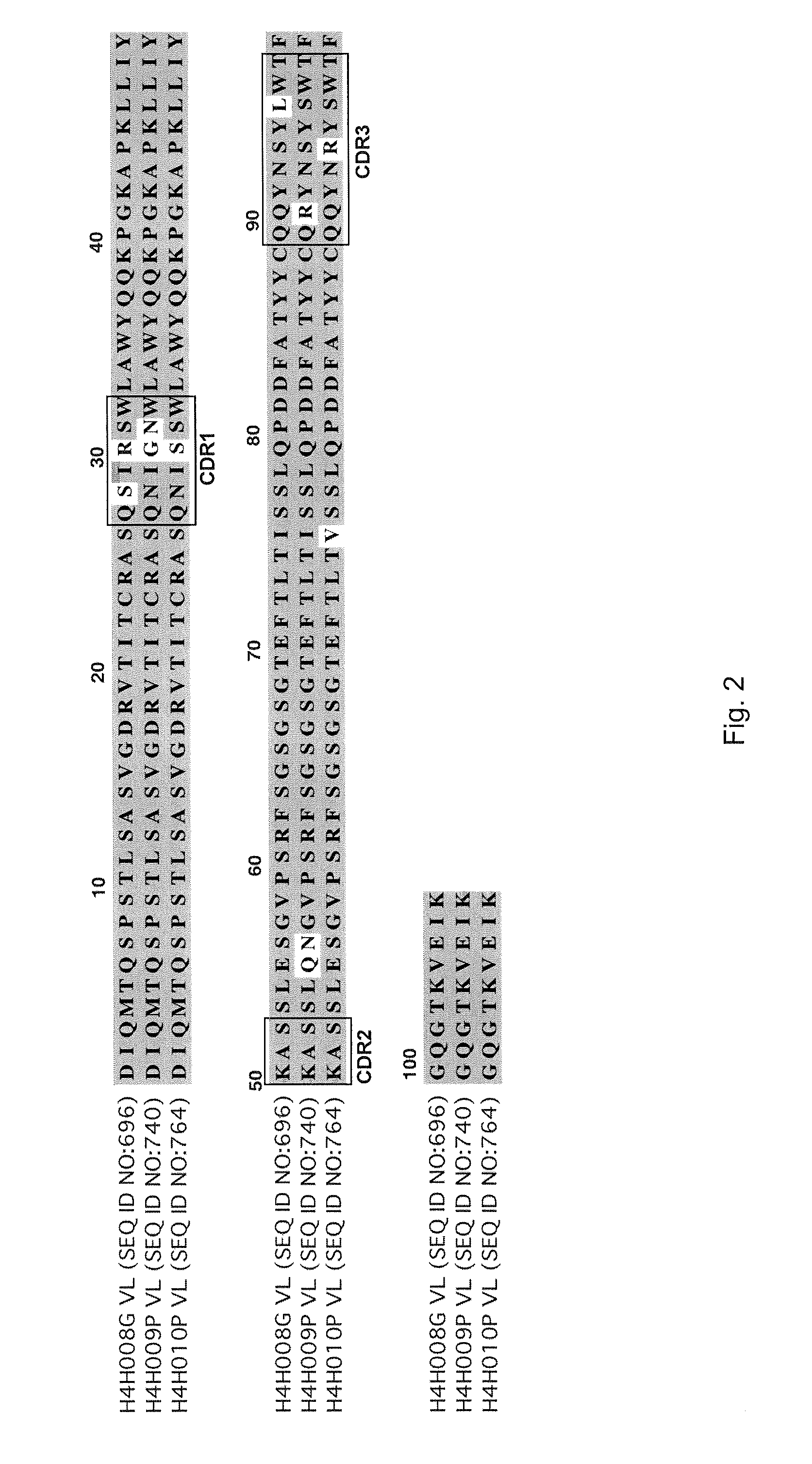 Human antibodies to human rankl