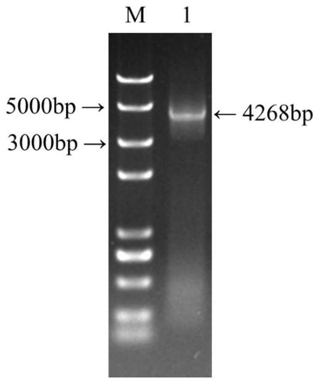 A kind of recombinant bacteria expressing sef14 functional pili and its application