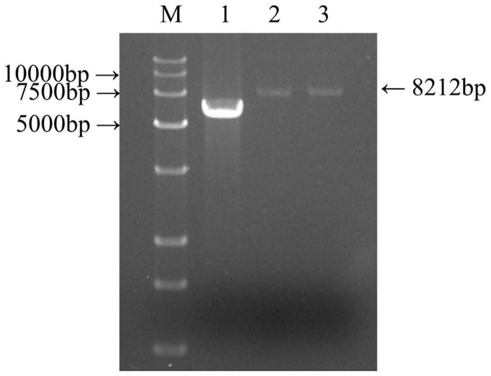 A kind of recombinant bacteria expressing sef14 functional pili and its application