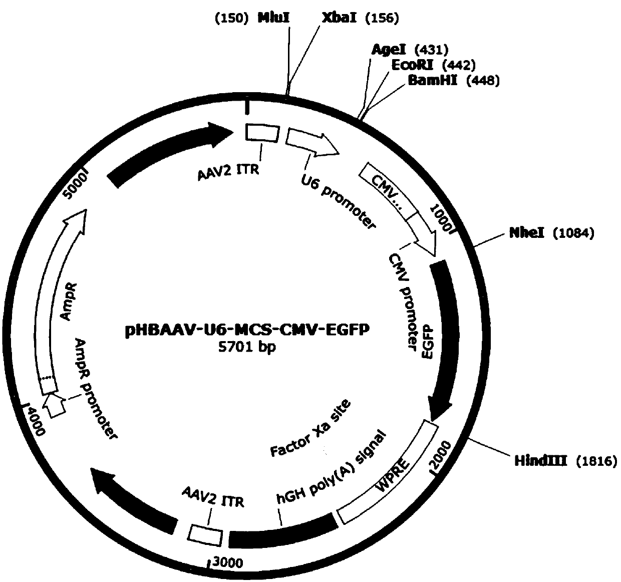 Construction method of recombinant adeno-associated virus targeting KLF4 gene silencing