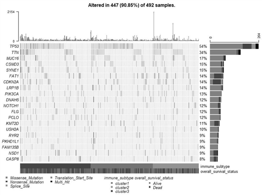 Prediction system for predicting head and neck squamous cell carcinoma immune subtype