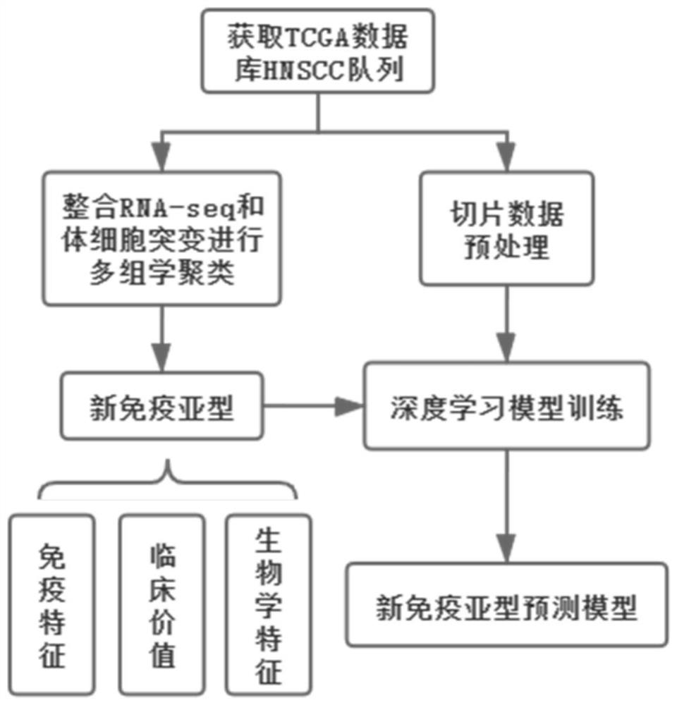 Prediction system for predicting head and neck squamous cell carcinoma immune subtype