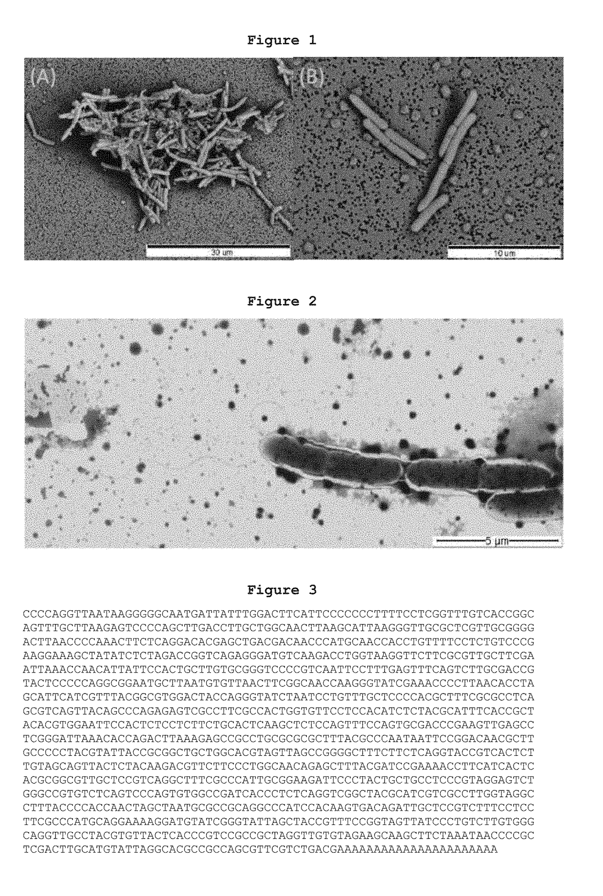 Paenibacillus polymyxa schc 33 bacterial strain, and use thereof to combat phytopathogenic fungi in fruits, vegetables or plants