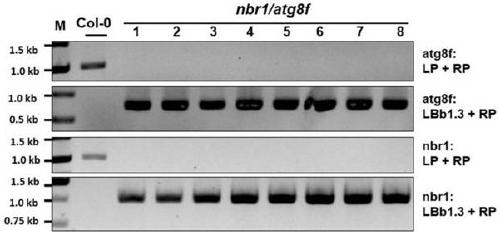 Cultivation and application methods of arabidopsis nbr1/atg8f double mutant