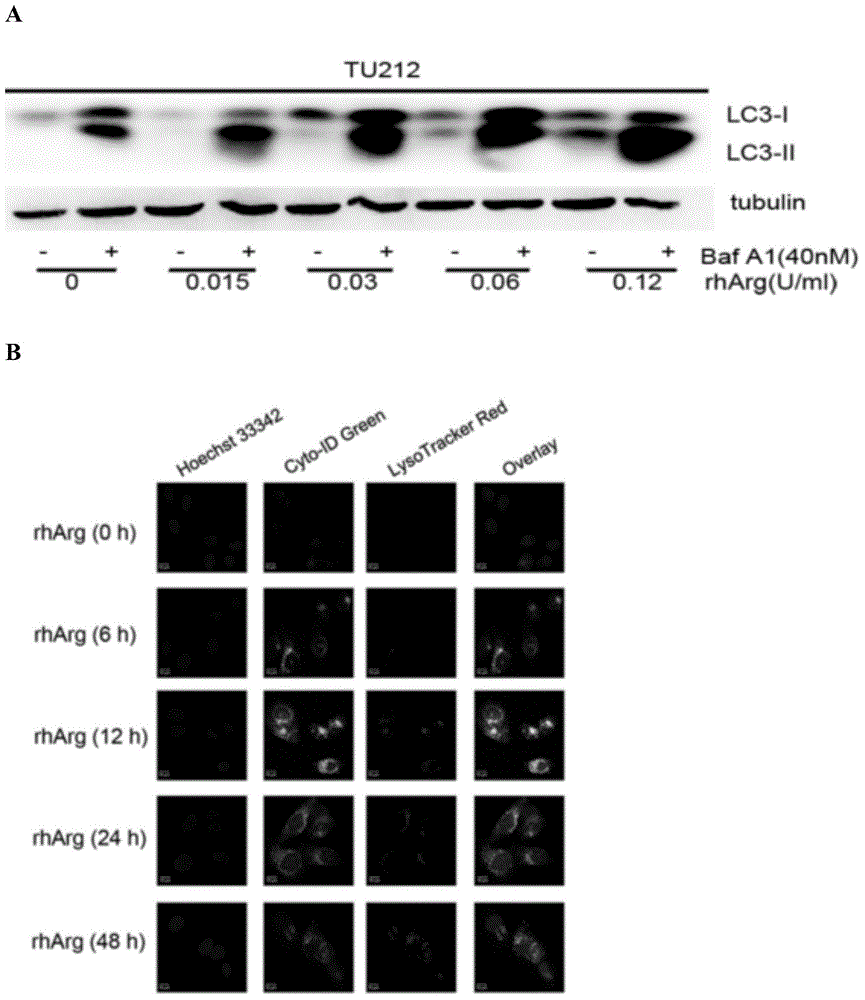 Preparation for combined treatment of head and neck neoplasms, and uses thereof