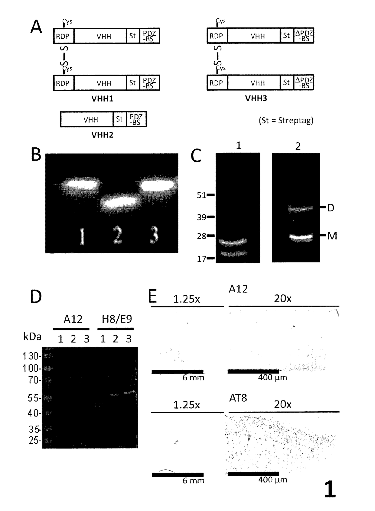 New in vitro blood-brain barrier model