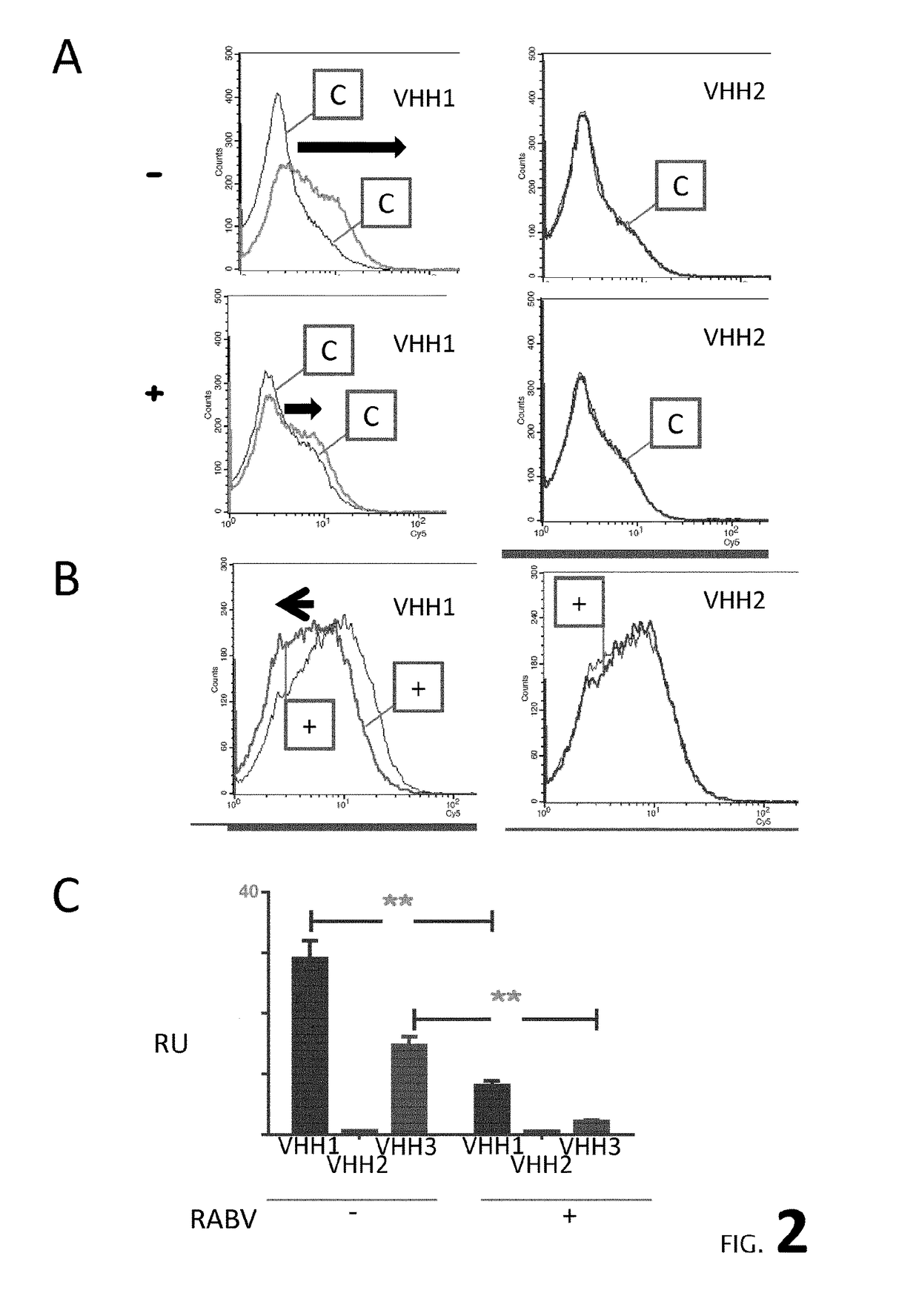 New in vitro blood-brain barrier model