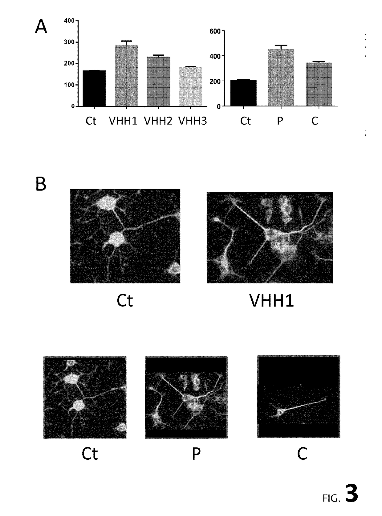 New in vitro blood-brain barrier model