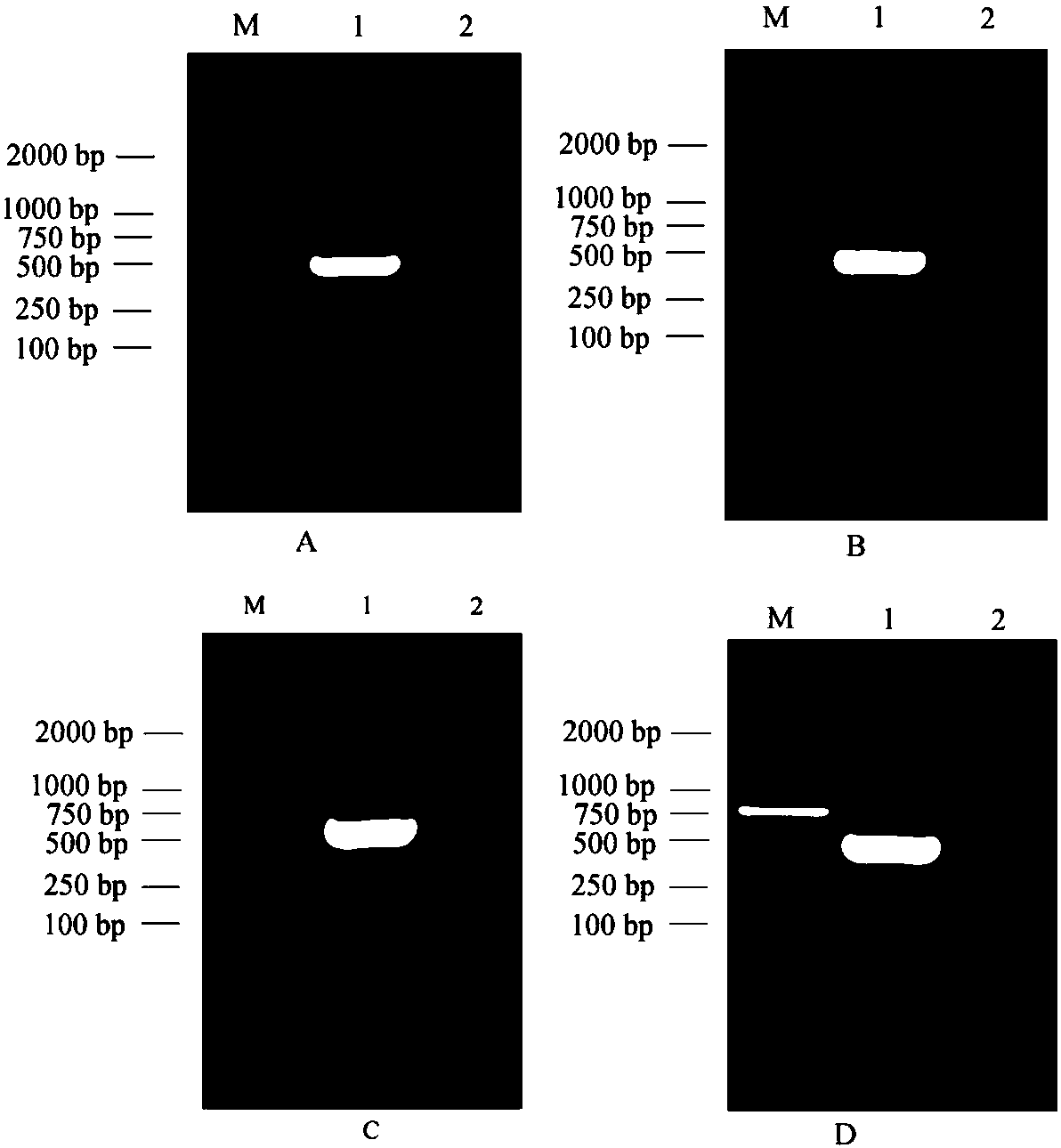 Positioned processed and damaged Gly m Bd 60K protein antigen region based on phage display technology and screening method