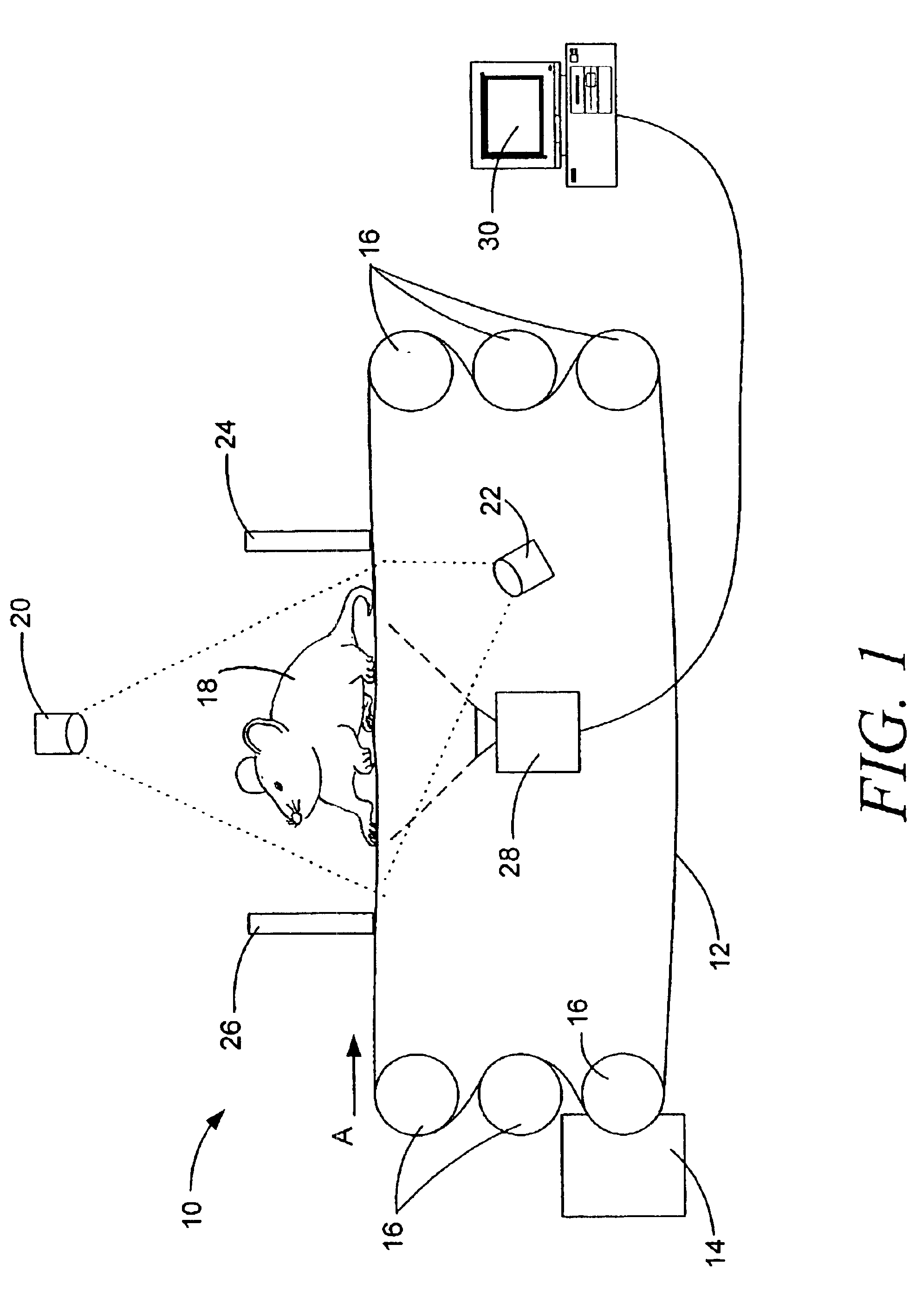 Method and apparatus for monitoring locomotion kinematics in ambulating animals