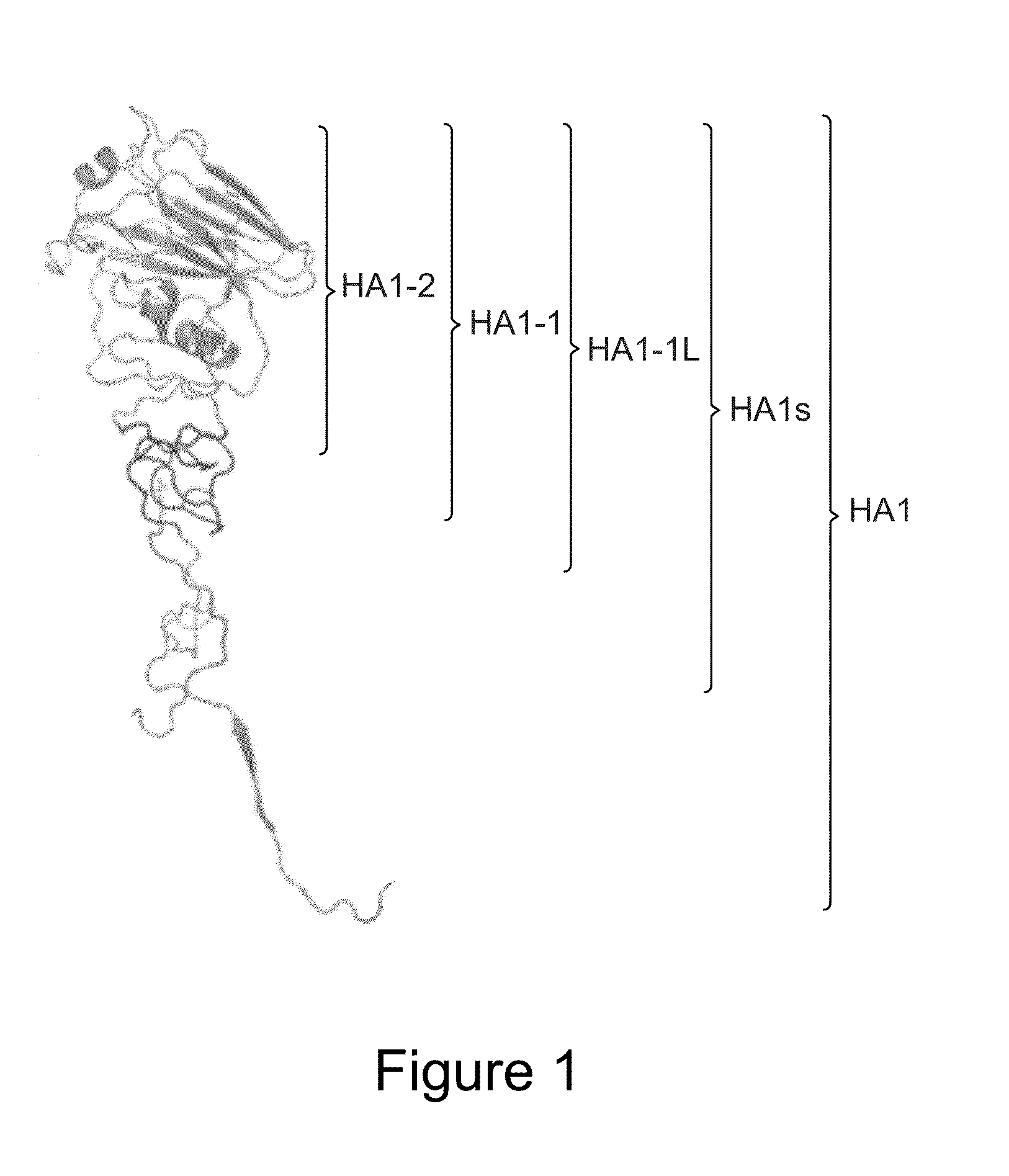 Immunologic Constructs and Methods