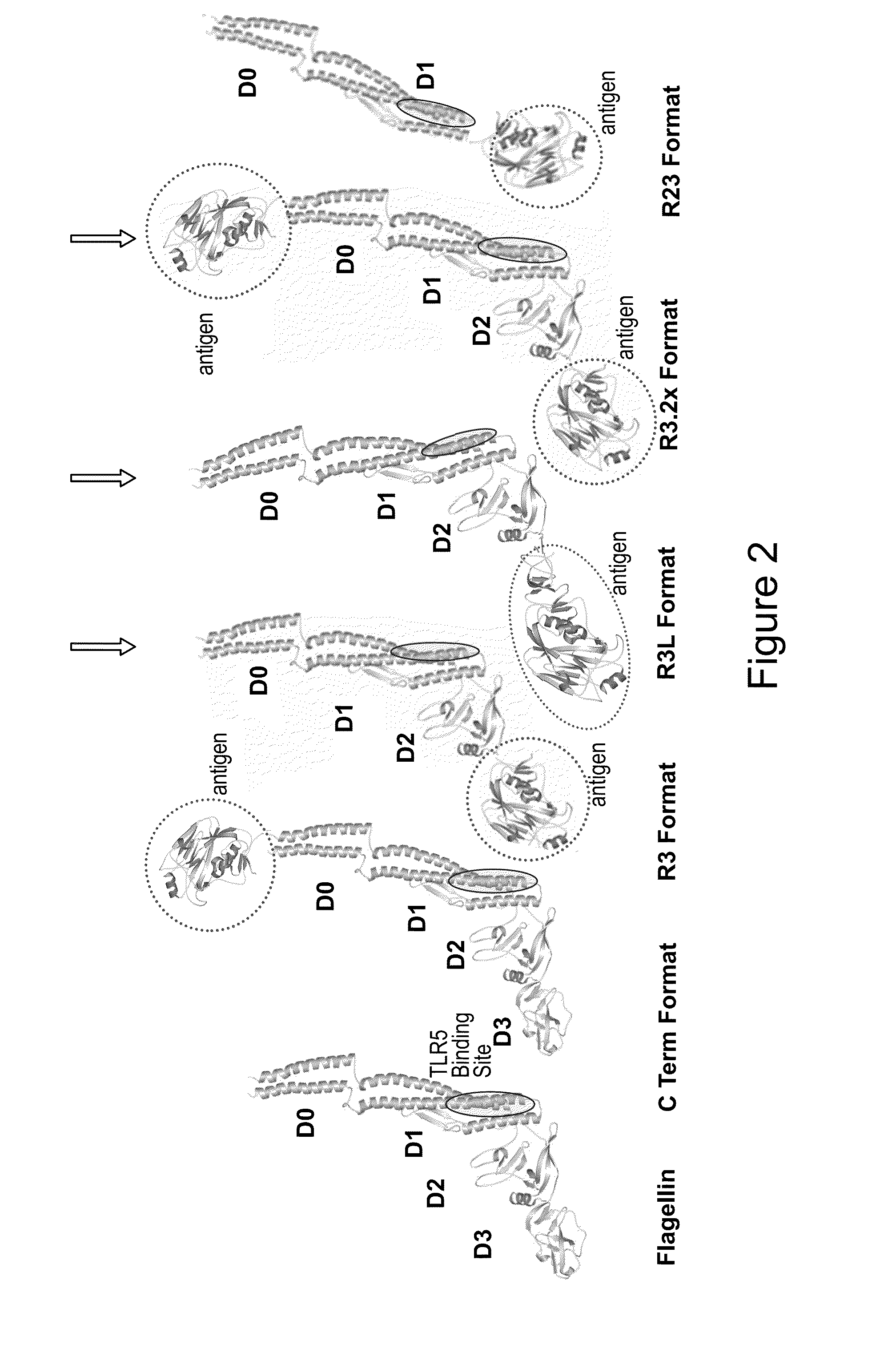 Immunologic Constructs and Methods