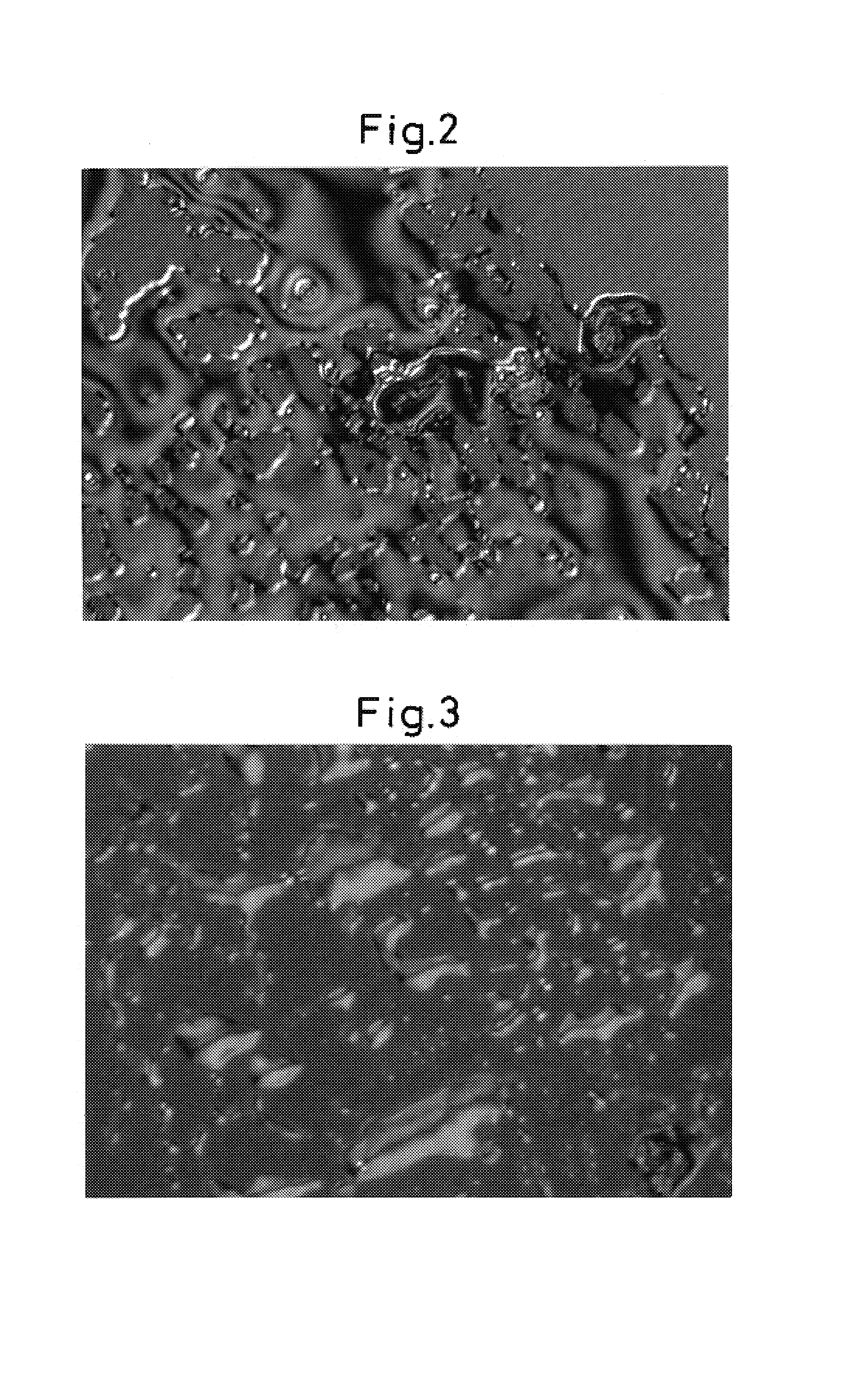 Optical measurement substrate and fabrication method for the same