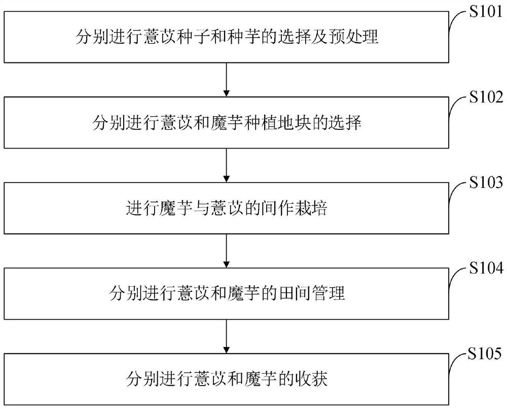 Cultivation method for intercropping konjak and coix lacryma-jobi