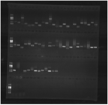 A molecular marker c104 resistant to Vibrio parahaemolyticus of Portunus trituratus and its application