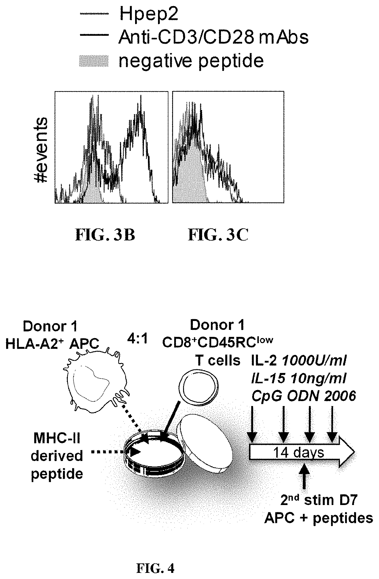 Isolated mhc-derived human peptides and uses thereof for stimulating and activating the suppressive function of cd8+cd45rclow tregs