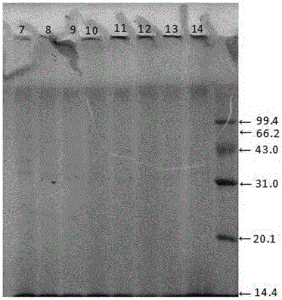 Glycosylated protein based on soluble soybean polysaccharides and preparation method thereof